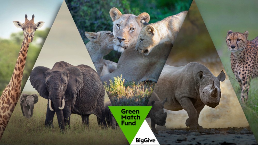 An image of African wildlife with the Green Match logo overlaid