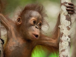 Photograph of a young orangutan clinging to a tree branch with an expressive face and tousled hair. Background features blurred green foliage, highlighting orangutan's detailed facial features and textured skin.
