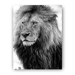 Black and white image of a lion