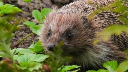 A photo of a young hedgehog nestled amongst the undergrowth.