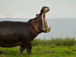 A wild hippo standing in profile on grass with its mouth wide open
