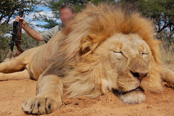 A male lion lying dead on the ground, with a hunter holding a gun sat behind him