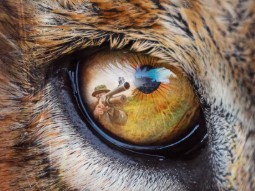 An extreme close-up of a lion's eye with the reflection of a hunter pointing a gun visible.