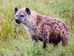 A photo of a hyena standing in the long grass.