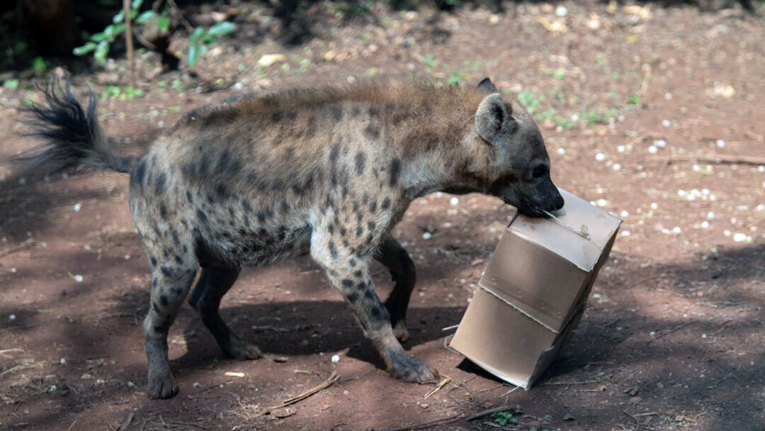 A hyena carrying a carboard box wrapped in string