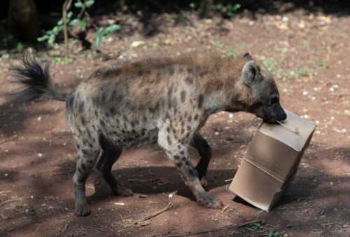 A photo of a young hyena running along carrying a cardboard box, tied with string, in its mouth.