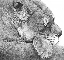 A detailed pencil drawing of a lioness sleeping with her head resting on her paws.