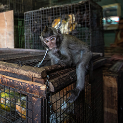 A macaque is chained to the top of a rusting metal crate