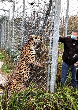 A jaguar stands on its hind legs whilst in a heavilly fanced enclosure - eating off a stick that a member of the public has poked though the mesh.