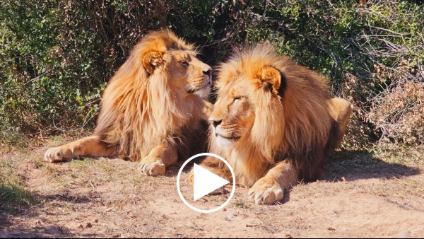 A photo of two male lions lying close to each other in the sunshine, with natural bushes and shrubs in the background. There is a play button overlaid - click to start playing the video.