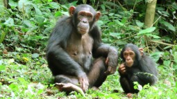 Photograph of two chimpanzees sitting on grass surrounded by dense green foliage. One chimpanzee is larger and sitting upright while the smaller one is crouched, both looking towards the camera.
