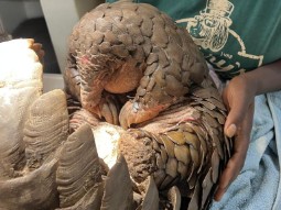 A photo of a pangolin being held by a vet professional, on a bed of blue blankets.