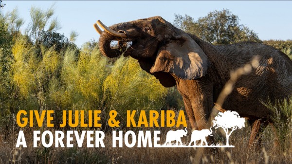 Photograph of an elephant in natural habitat with text overlay reading 