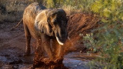 A photo of an elephant walking through a muddy pool, with a natural background