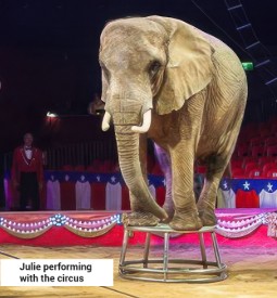 Photograph of an elephant standing on a small round platform inside a circus ring, surrounded by red and blue decorations with white stars. A circus performer in a red jacket stands in the background, highlighting a live animal act during a circus performance.