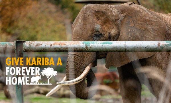 Photograph of an elephant behind a metal fence with a blurred natural background, emphasizing captivity. Text overlay in yellow and white reads 