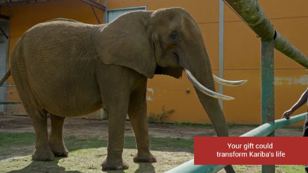 Photograph of an adult elephant standing in an enclosure with orange walls and green metal bars. A red text box in the lower right corner reads 