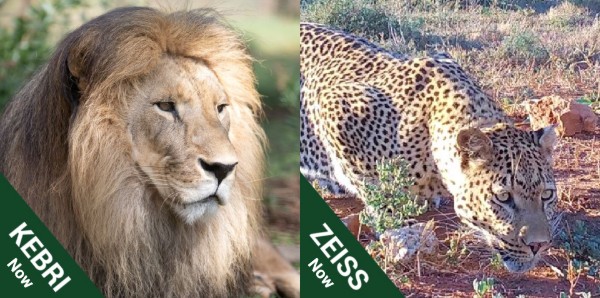 Two images side-by side. On the left is Kebri today looking magnificent in a close-up portrait. On the right is Ziess today prowling through his natural enclosure at the sanctuary.