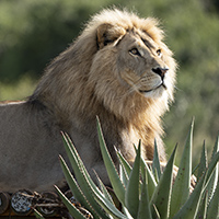 A male lion looking into the distance