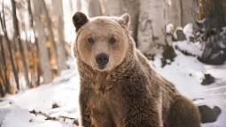 A large brown bear standing in a snowy forest