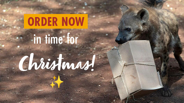 A photo of a rescued hyena at our sanctuary, running along with a cardboard box in its mouth - the box is part of enrichment activities for rescued animals. Text overaid says: 'ORDER NOW IN TIME FOR CHRISTMAS'