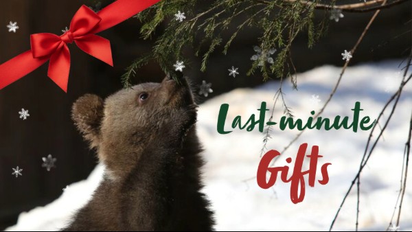 A photo of a brown bear cub sniffing a tree branch. In the background there is snow and falling snowflakes, and an illustration of a red bow tied across the top left corner. Text overlaid says: Last-minute gifts