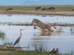 A photo of a wild giraffe leaping out s a river with a heron in the foreground and water buffalo grazing in the background.