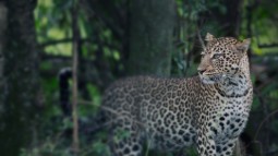 A photo of a leopard standing in long grass looking to the left