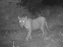 A black and white image of a leopard taken on a camera trap at night.