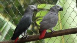 A photo of two grey parrots sitting next to each other on a branch, inside a flight aviary.