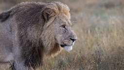 A magnificent male lion walking across the savannah