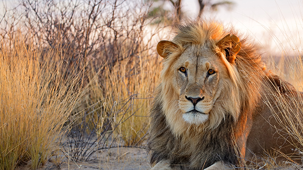 A majestic lion lying on the ground, looking towards the camera, with a 'Born Free 40' logo