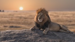 A photo of a male lion lying down on a rock as the sun sets behind him.