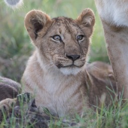 A close-up photo of a wild lion cub who apears to be smiling