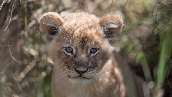 Close up of a lion cub looking at the camera