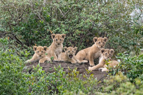 A group of five wild lion cubs lying together on a rock, with trees and bushes in the background.