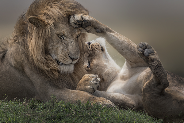 An image of a male lion lying down, with a female lion lying on her back, pawing at the male's head