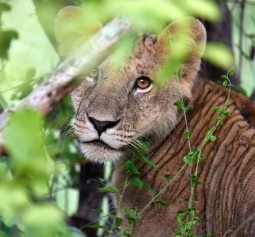 Photograph of a lion cub partially obscured by green foliage, showcasing its focused gaze and detailed fur texture. The natural setting highlights the animal's camouflage and alertness within its habitat.