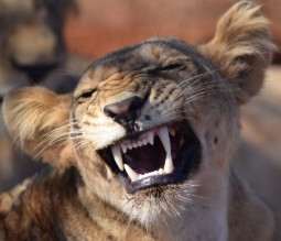 A photo of a young lion - it looks like it is smiling!