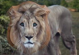 A computer generated image showing a male lion with a wooden board superimposed behind his head as if mounted as a trophy.