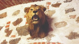 A lion head trophy mounted to a wall