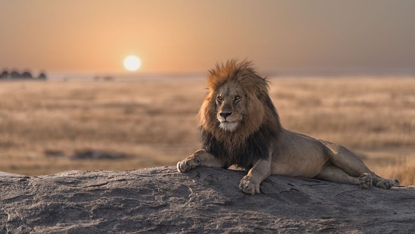 A lion lying on a rock, with the sun setting behind him