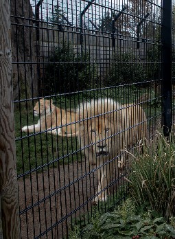 A lioness lying down in a heavily wired enclosure as a white lion paces along the perimeter 
