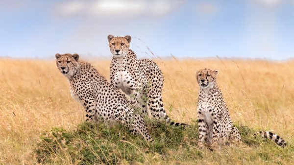 A group of three adult cheetahs sitting on a grassy mound, in the African sunshine.