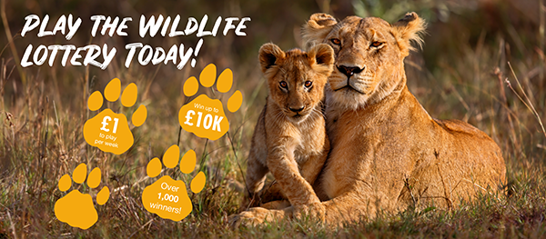 Image of a female lion lying on the ground with a lion cub stood next to her, paw print graphics and text saying 'Play the Wildlife Lottery Today'