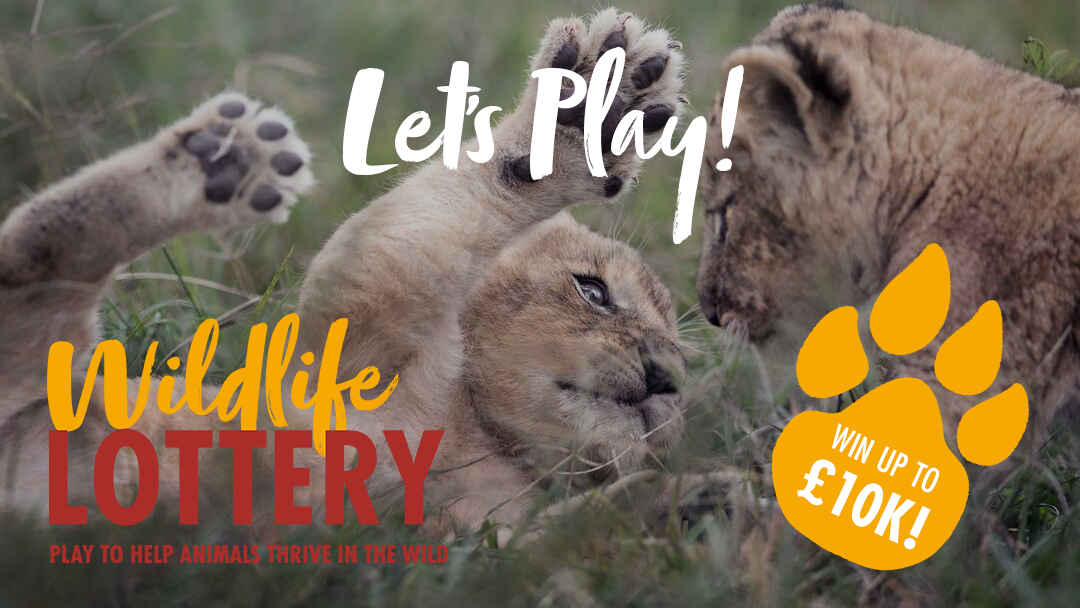 Photo of two lion cubs playing, with text reading Let's Play, win up to £10k!, and the Born Free Wildlife Lottery logo