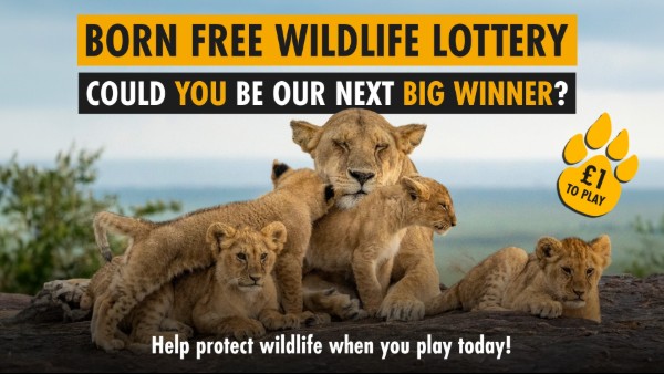 Photograph of a lioness with four cubs on a rock, promoting Born Free Wildlife Lottery with bold text highlighting 