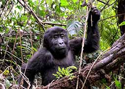 A gorilla holding onto a branch in a forest