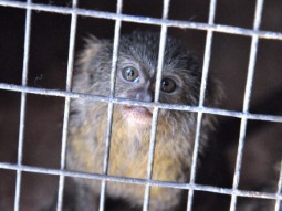 A photo of a tiny marmoset peering out from a cage.