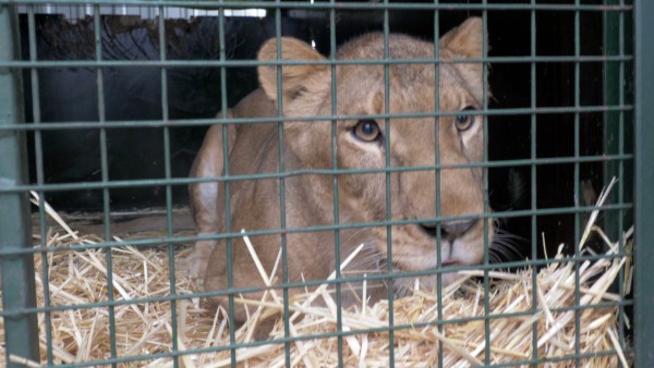 Photograph of a lioness inside a metal cage with straw bedding on the floor. The lioness appears calm but alert, with focus on its face and eyes behind the grid bars.